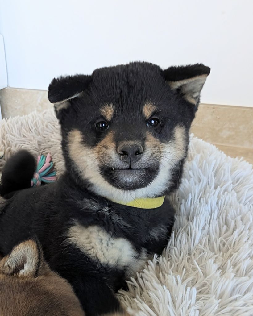 du Mas de l'Aspic - Chiots disponibles - Shiba