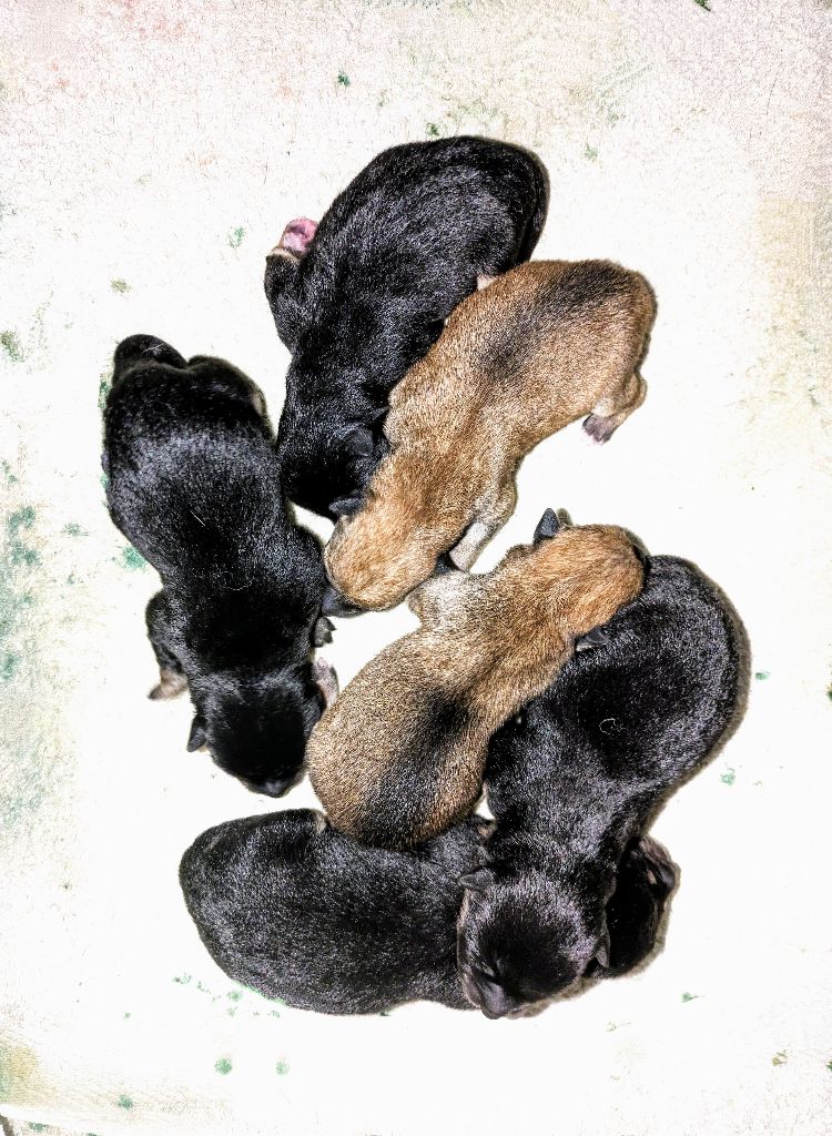 Chiot Shiba du Mas de l'Aspic