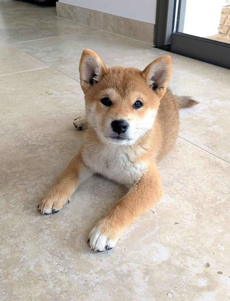 du Mas de l'Aspic - Chiots disponibles - Shiba