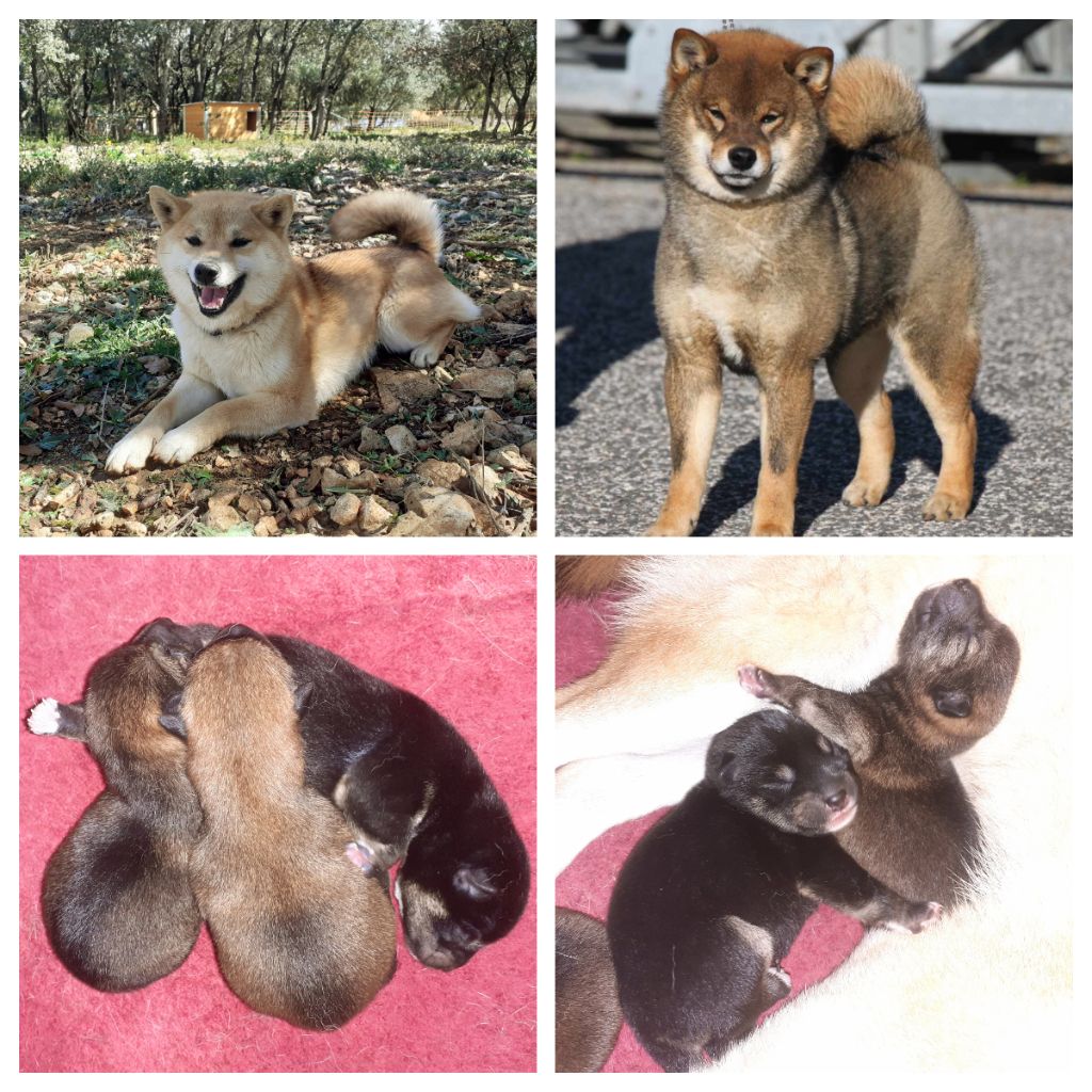 du Mas de l'Aspic - Shiba - Portée née le 16/04/2024