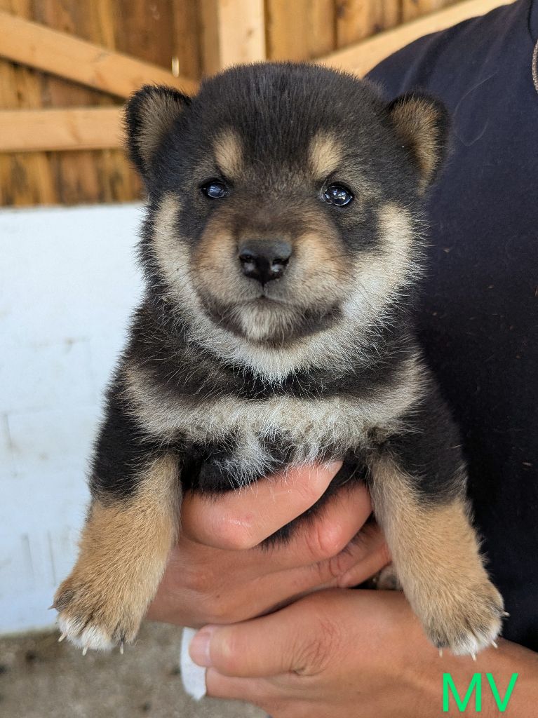 du Mas de l'Aspic - Chiots disponibles - Shiba