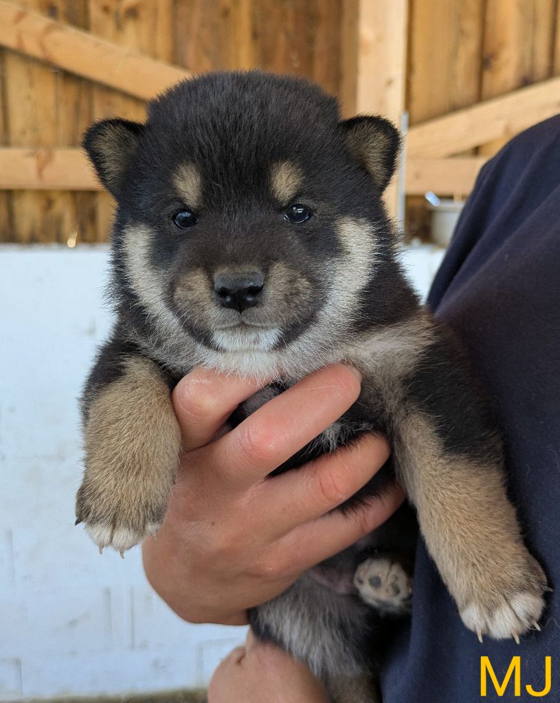 du Mas de l'Aspic - Chiots disponibles - Shiba