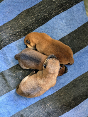 CHIOT 3