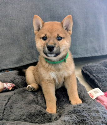 BENI YUNA (Collier vert)