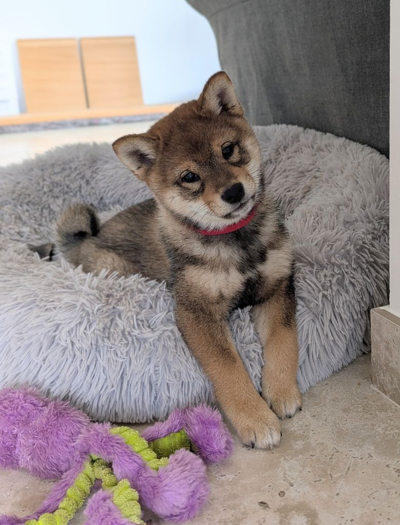 du Mas de l'Aspic - Chiots disponibles - Shiba