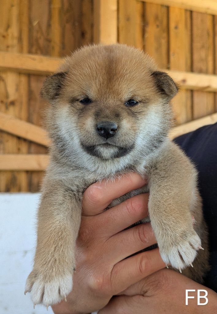 du Mas de l'Aspic - Chiots disponibles - Shiba