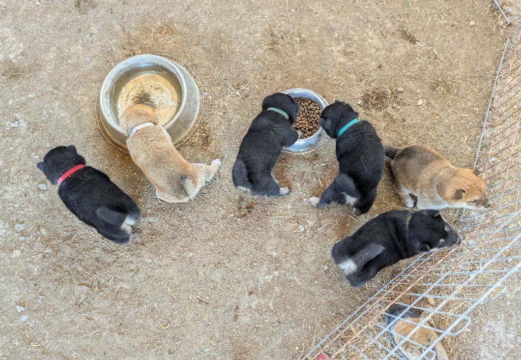 Chiot Shiba du Mas de l'Aspic