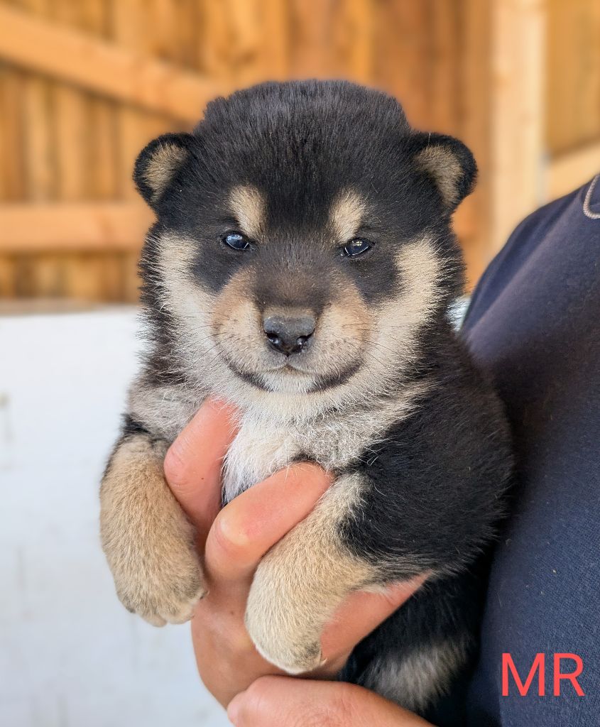 du Mas de l'Aspic - Chiots disponibles - Shiba