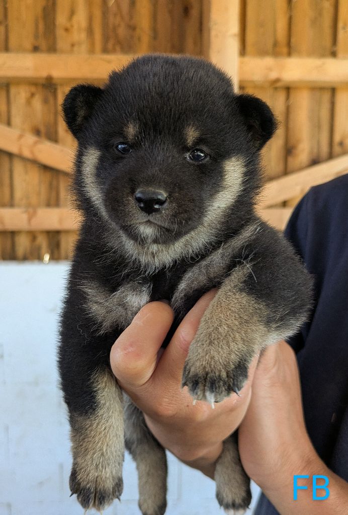 du Mas de l'Aspic - Chiots disponibles - Shiba