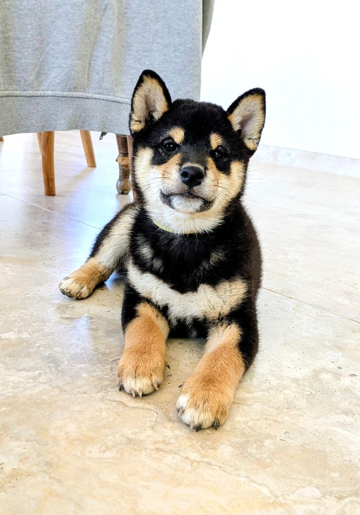 du Mas de l'Aspic - Chiots disponibles - Shiba