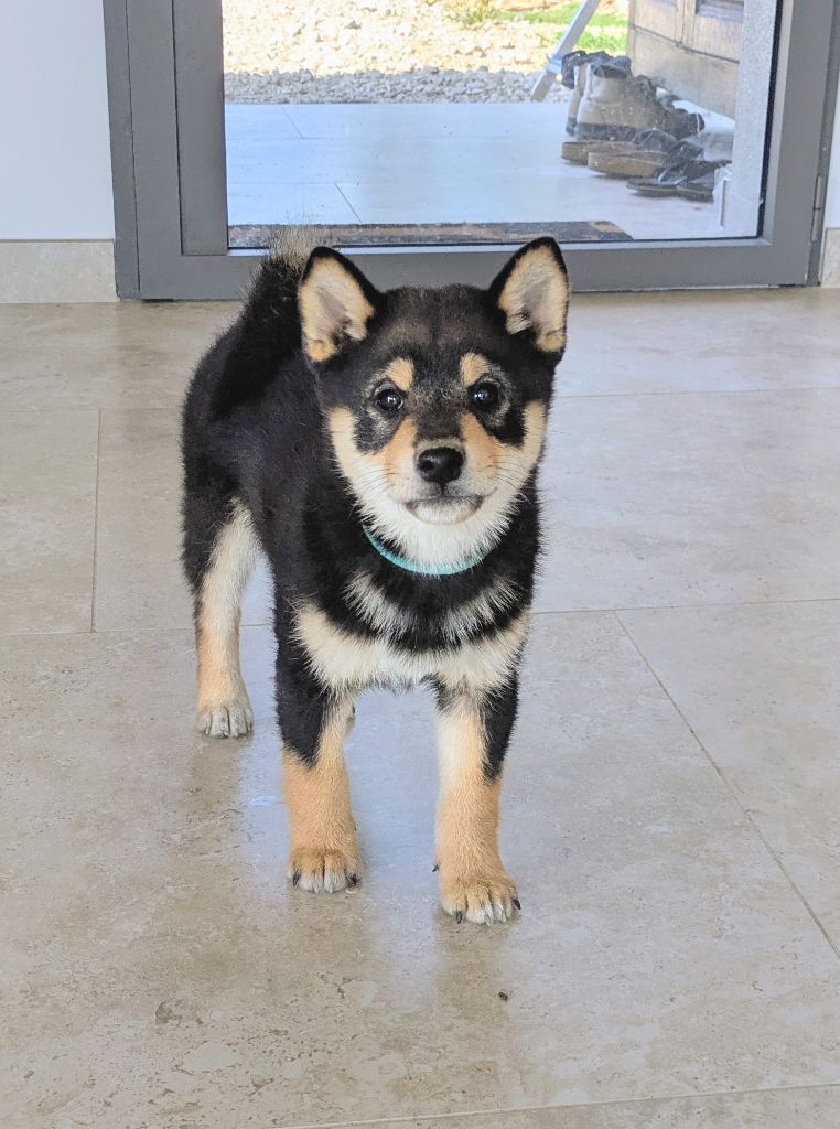 du Mas de l'Aspic - Chiots disponibles - Shiba
